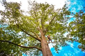 Best Hedge Trimming  in Drum Point, MD