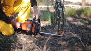 Best Hazardous Tree Removal  in Drum Point, MD