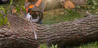 Best Tree Risk Assessment  in Drum Point, MD