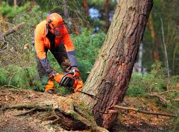 Best Emergency Tree Removal  in Drum Point, MD