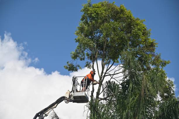 How Our Tree Care Process Works  in  Drum Point, MD