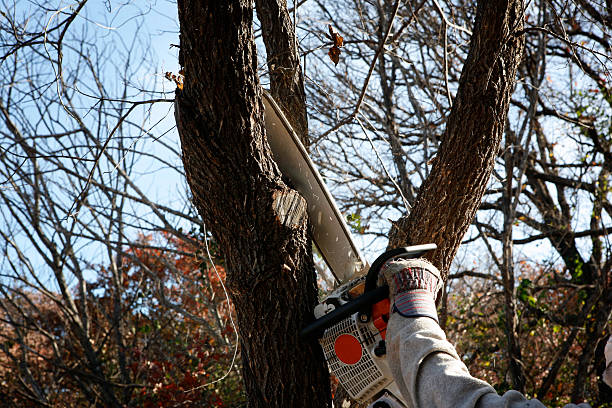 Best Tree Health Inspection  in Drum Point, MD