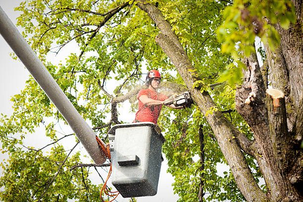 Trusted Drum Point, MD Tree Services Experts