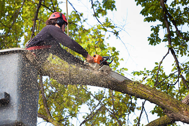 Best Tree and Shrub Care  in Drum Point, MD