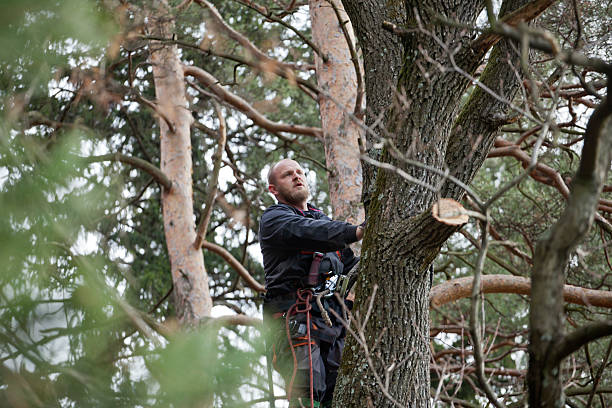 Best Tree Preservation Services  in Drum Point, MD