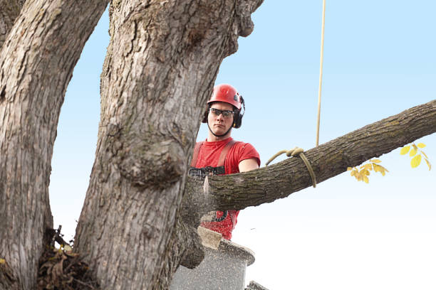 Best Tree Trimming and Pruning  in Drum Point, MD